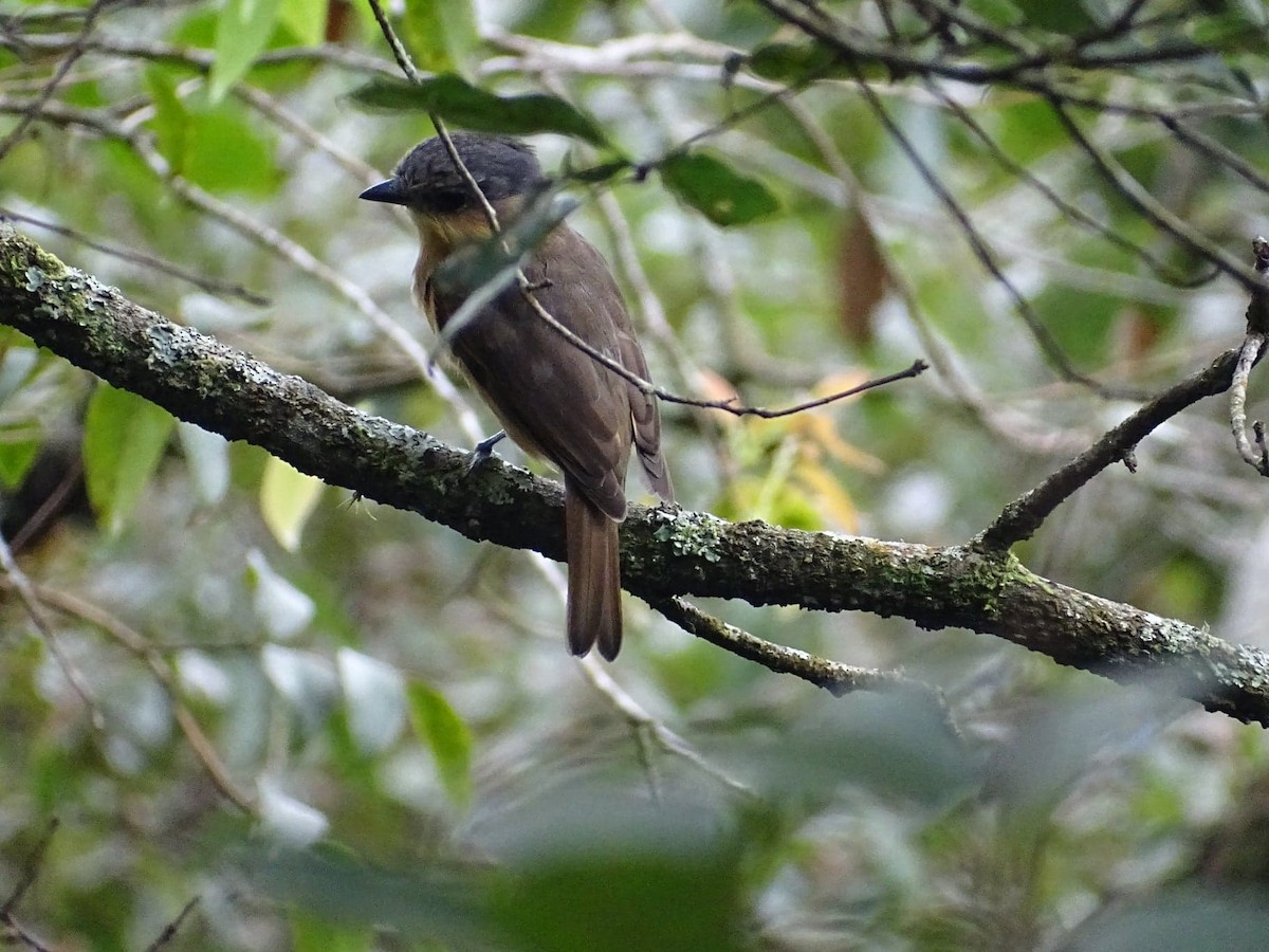 Rose-throated Becard - ML182434271