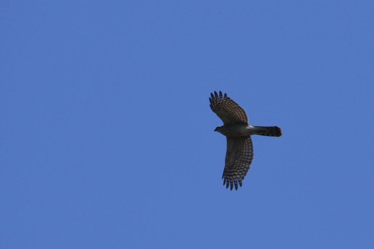 Eurasian Sparrowhawk - ML182434461