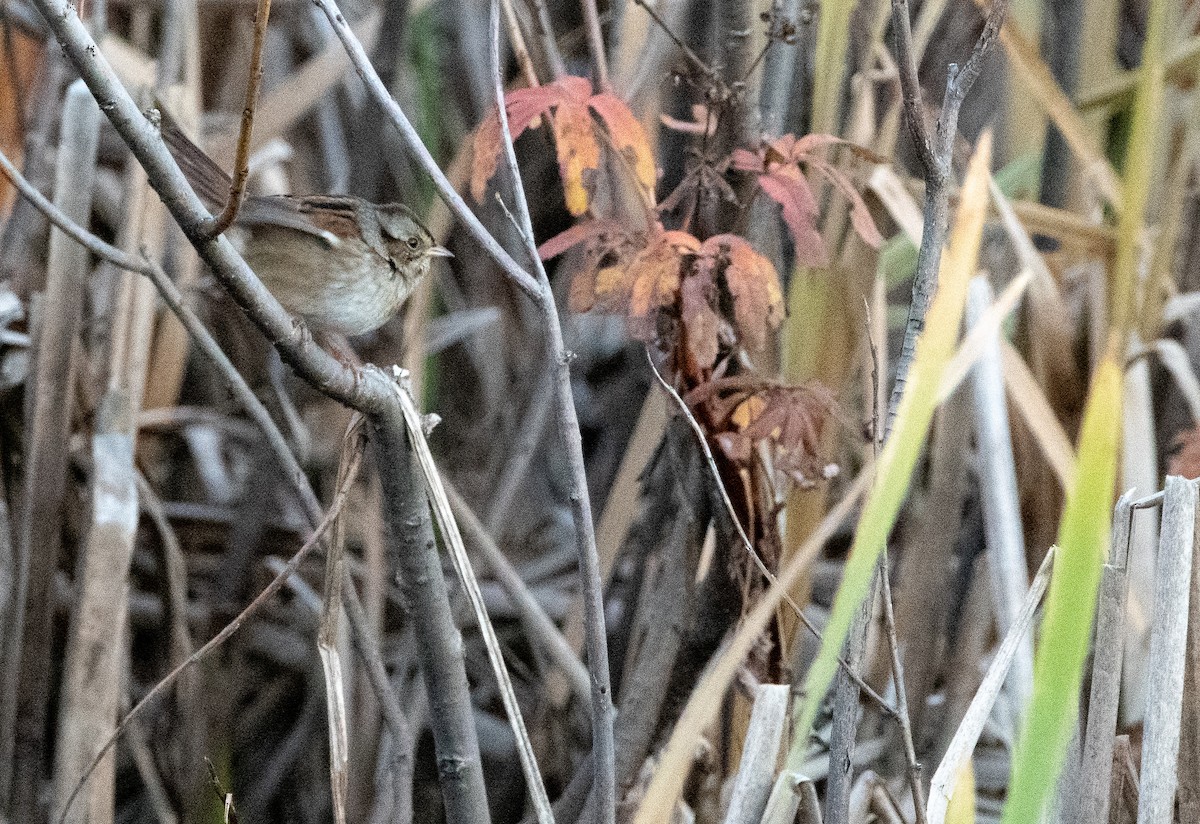 Swamp Sparrow - ML182435991