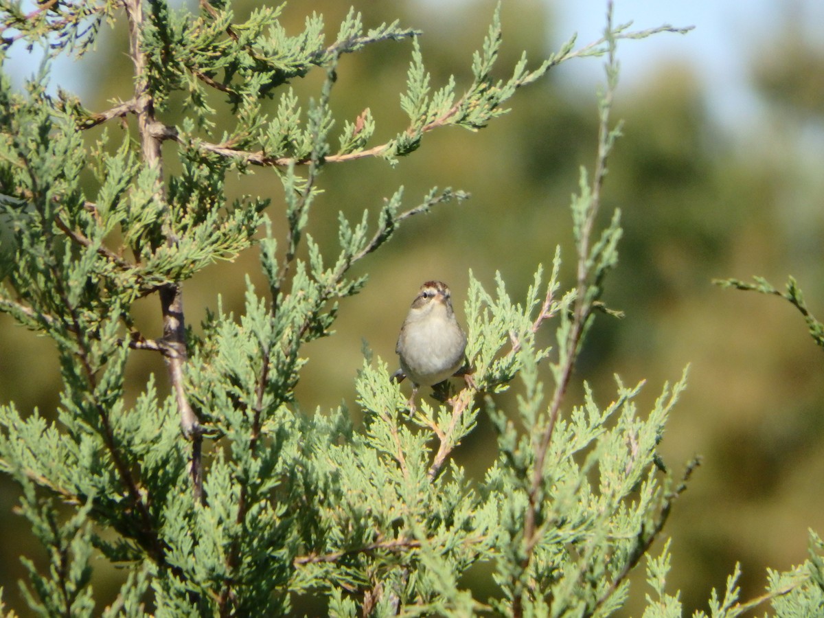 Field Sparrow - ML182436141