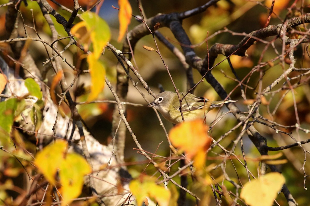 Blue-headed Vireo - Allen Schenck