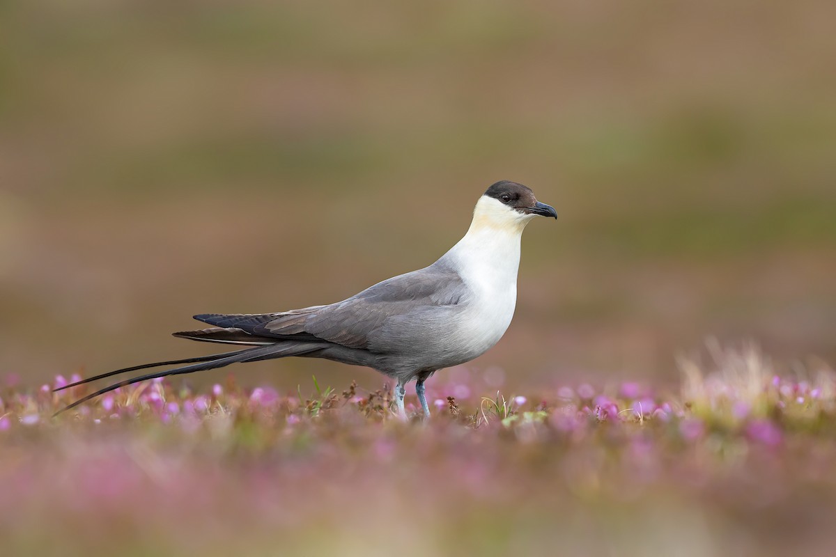 Long-tailed Jaeger - Ivan Sjögren