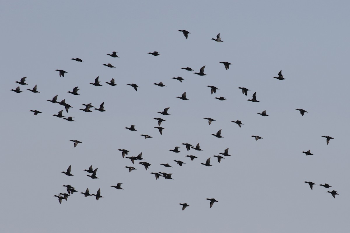 Greater Scaup - ML182438341