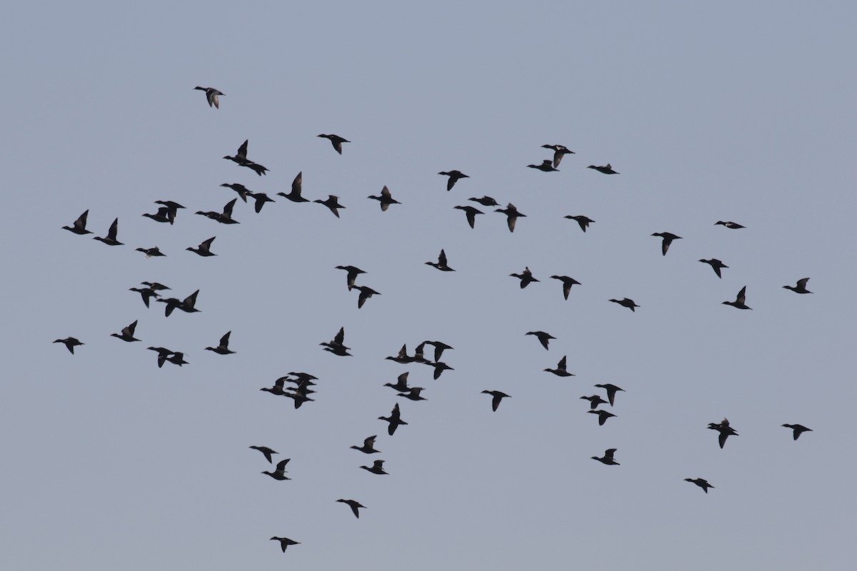 Greater Scaup - ML182438661