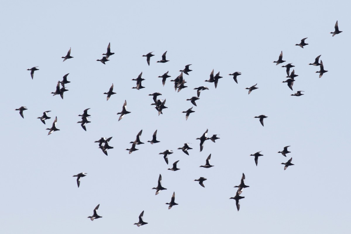 White-winged Scoter - ML182439161