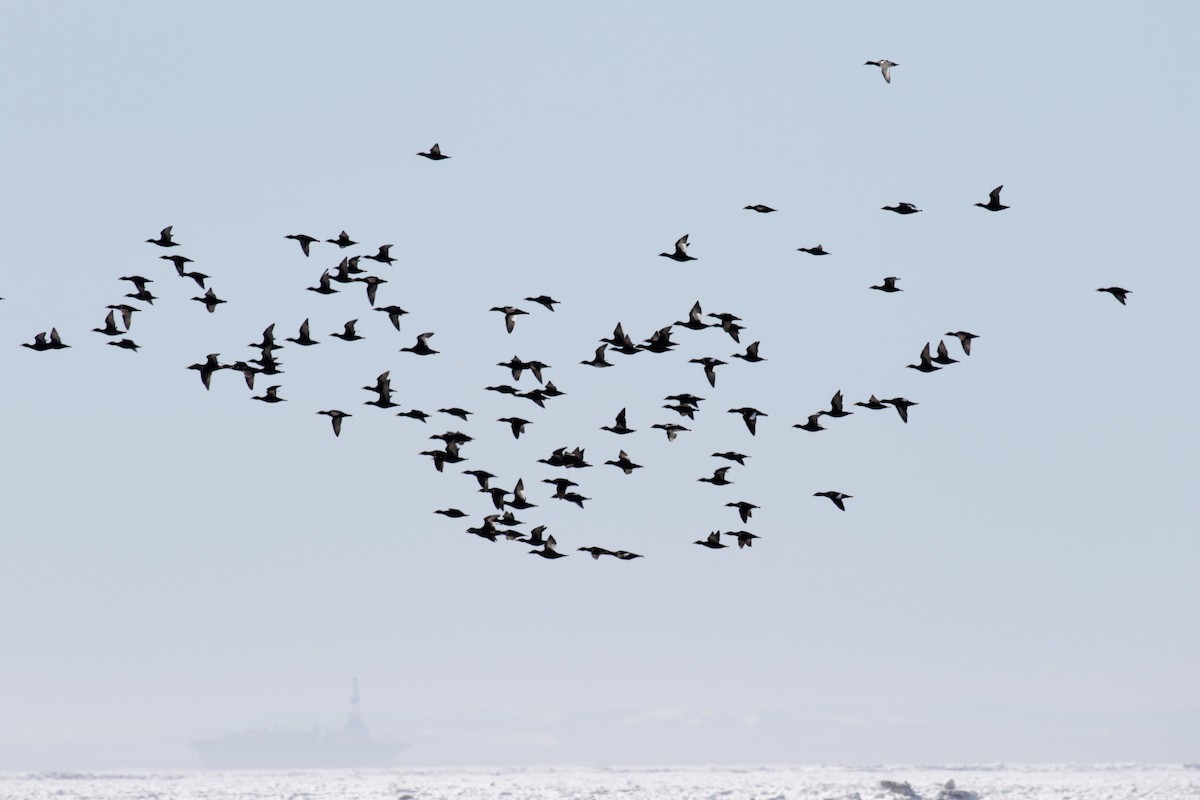 Greater Scaup - ML182439391