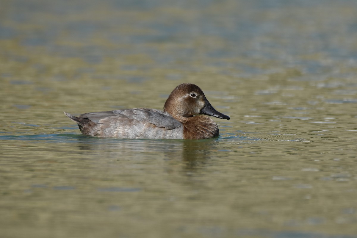 Common Pochard - ML182439461