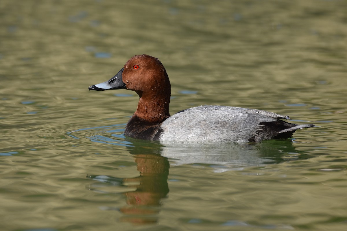 Common Pochard - ML182439471