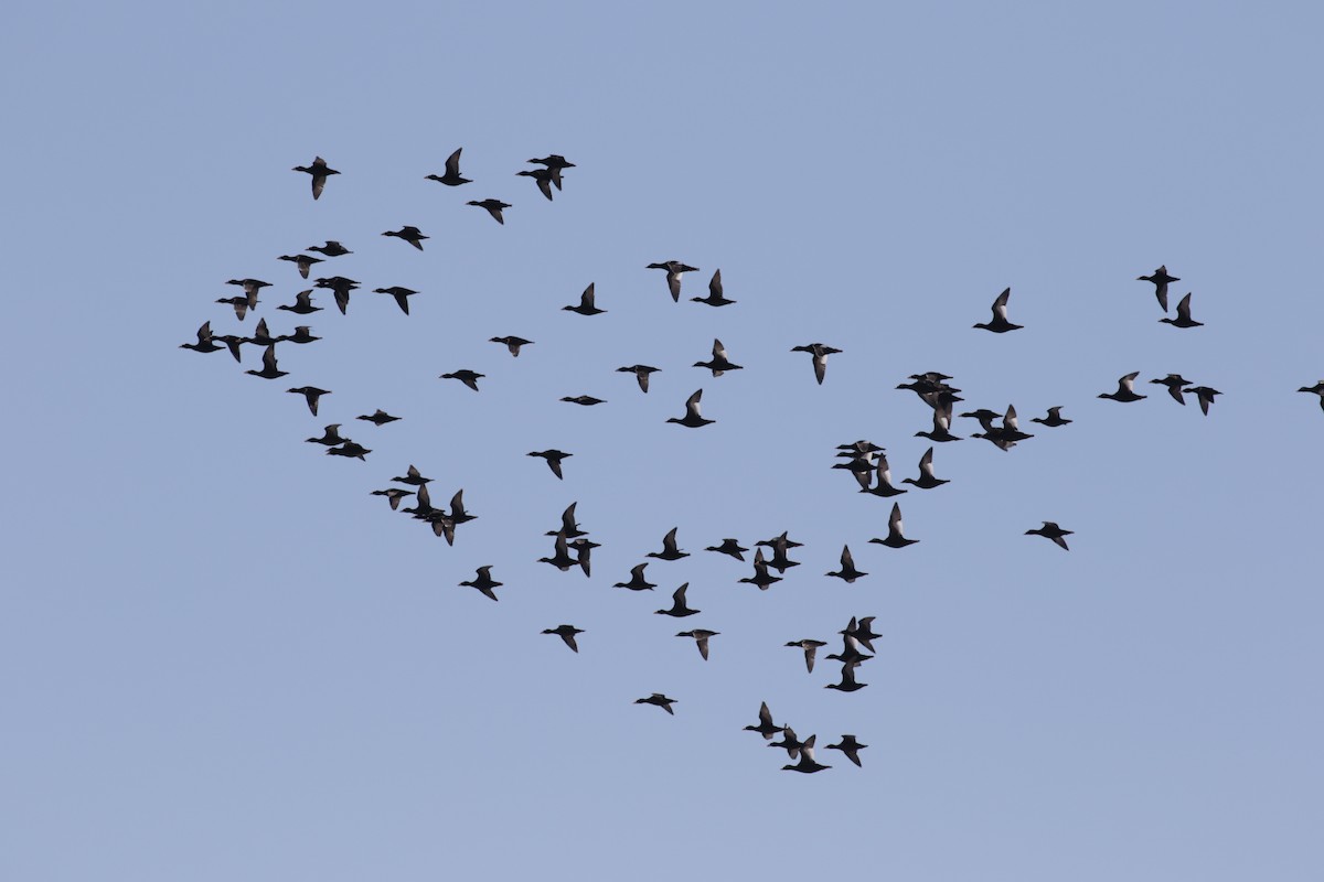 White-winged Scoter - ML182440011