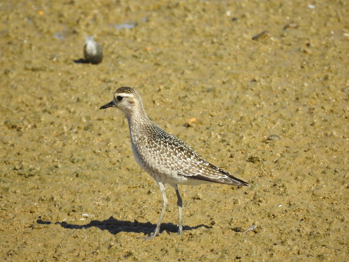 American Golden-Plover - ML182440141