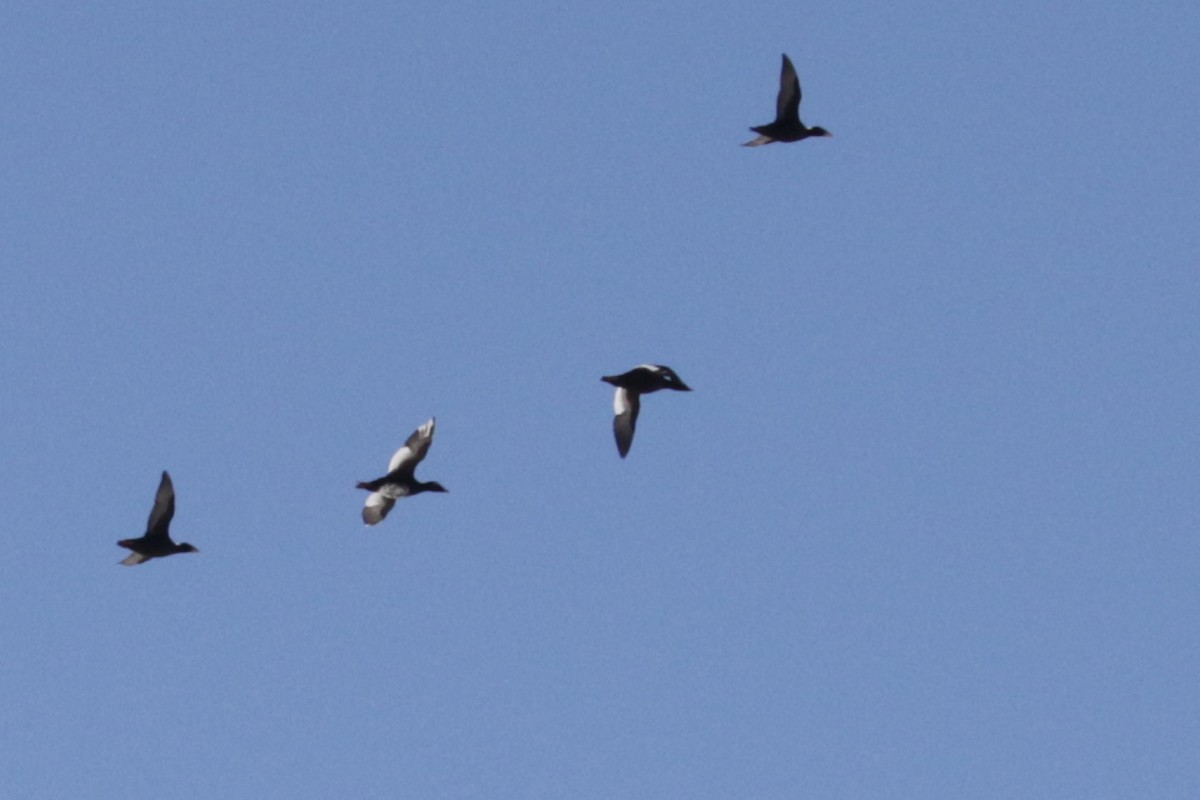 White-winged Scoter - ML182440291