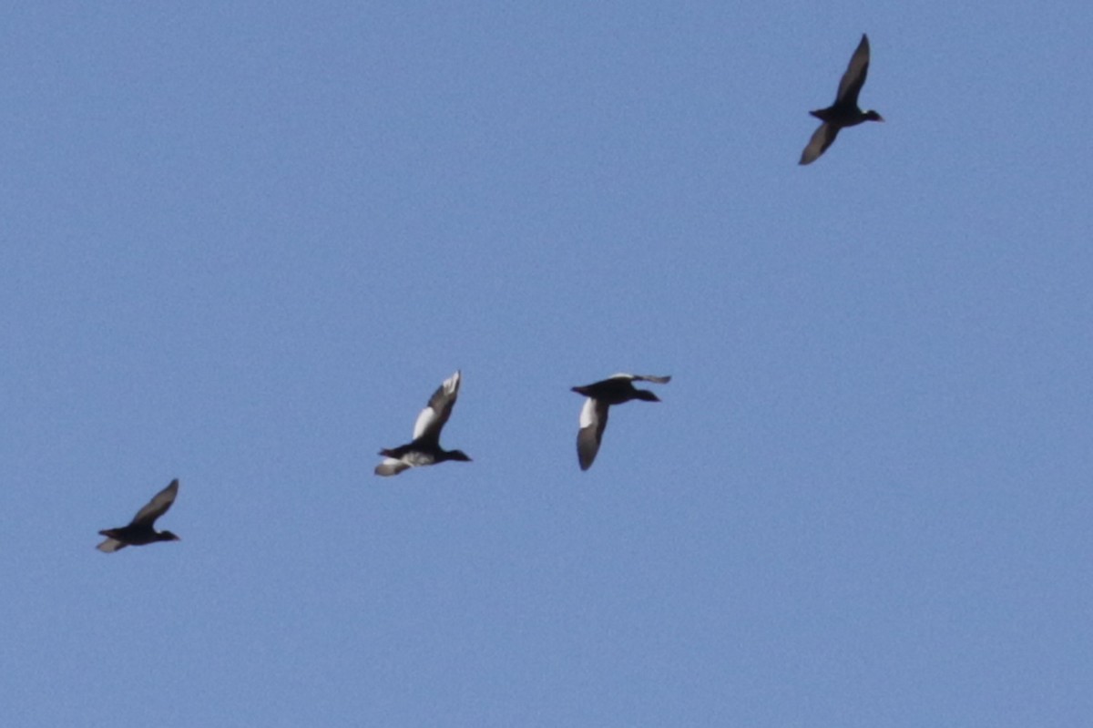 White-winged Scoter - ML182440301