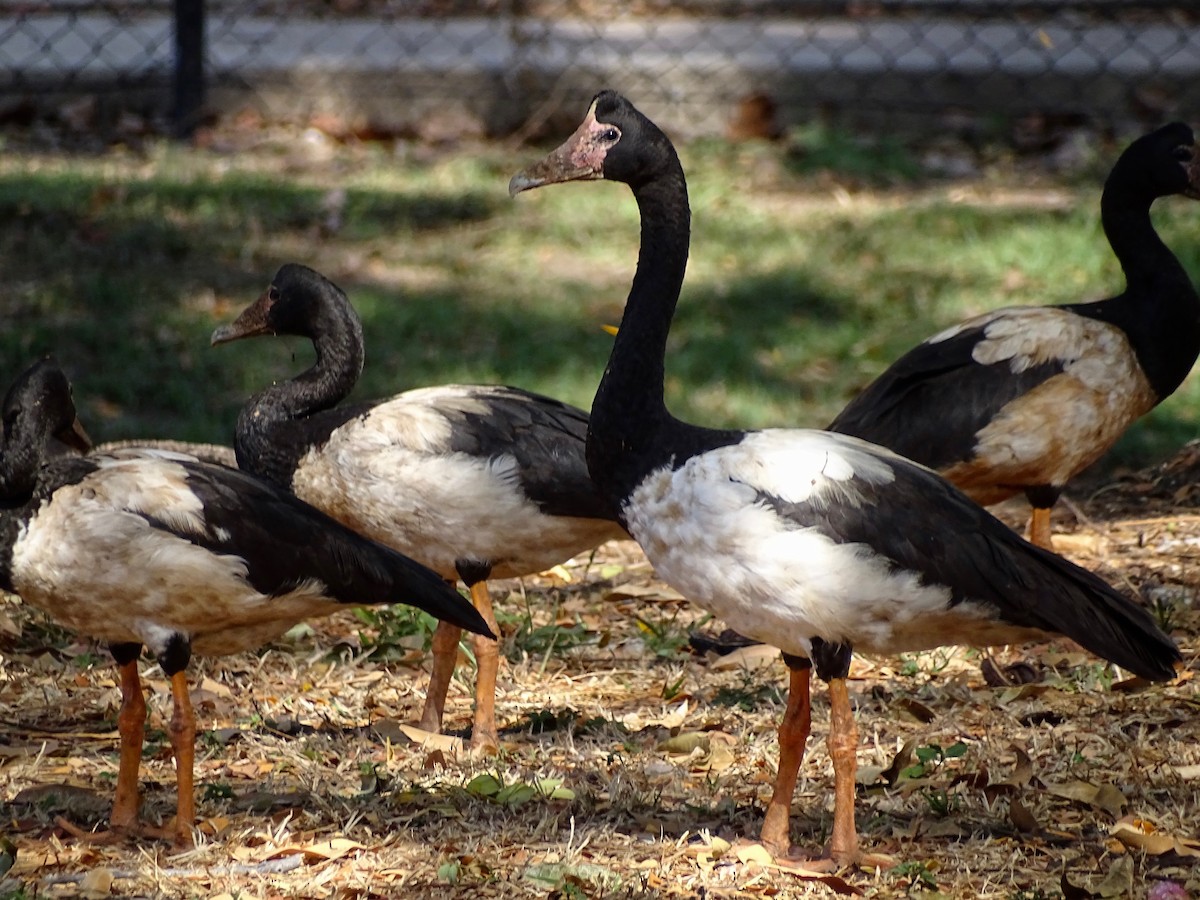 Magpie Goose - ML182441731