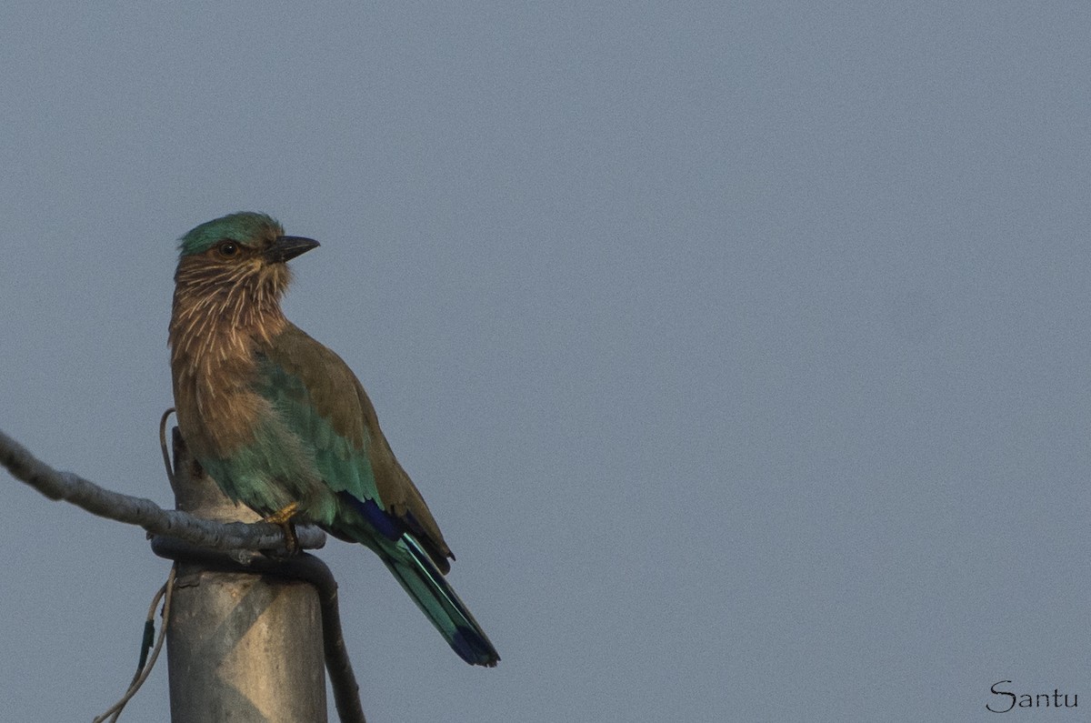 Indian/Indochinese Roller - ML182442371