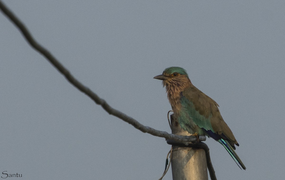 Indian/Indochinese Roller - ML182442391