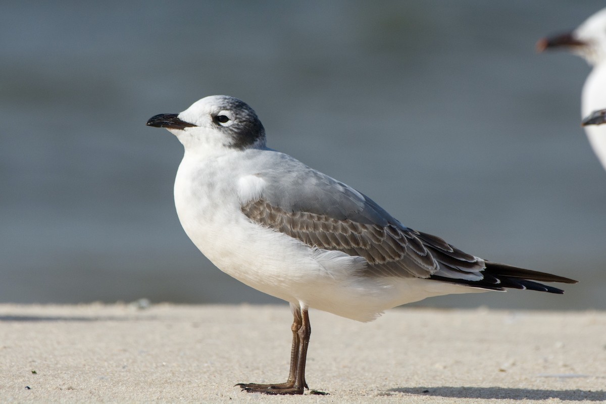 Franklin's Gull - ML182442461