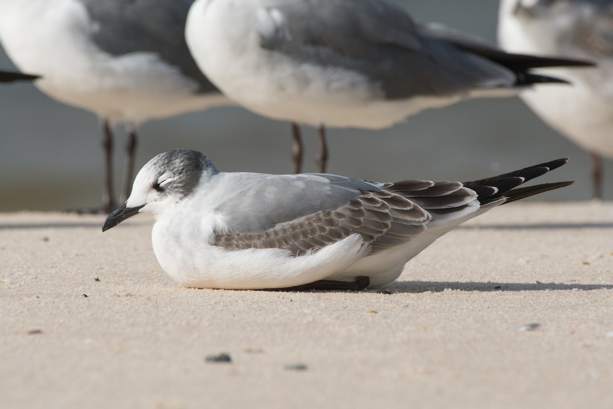 Franklin's Gull - ML182442521