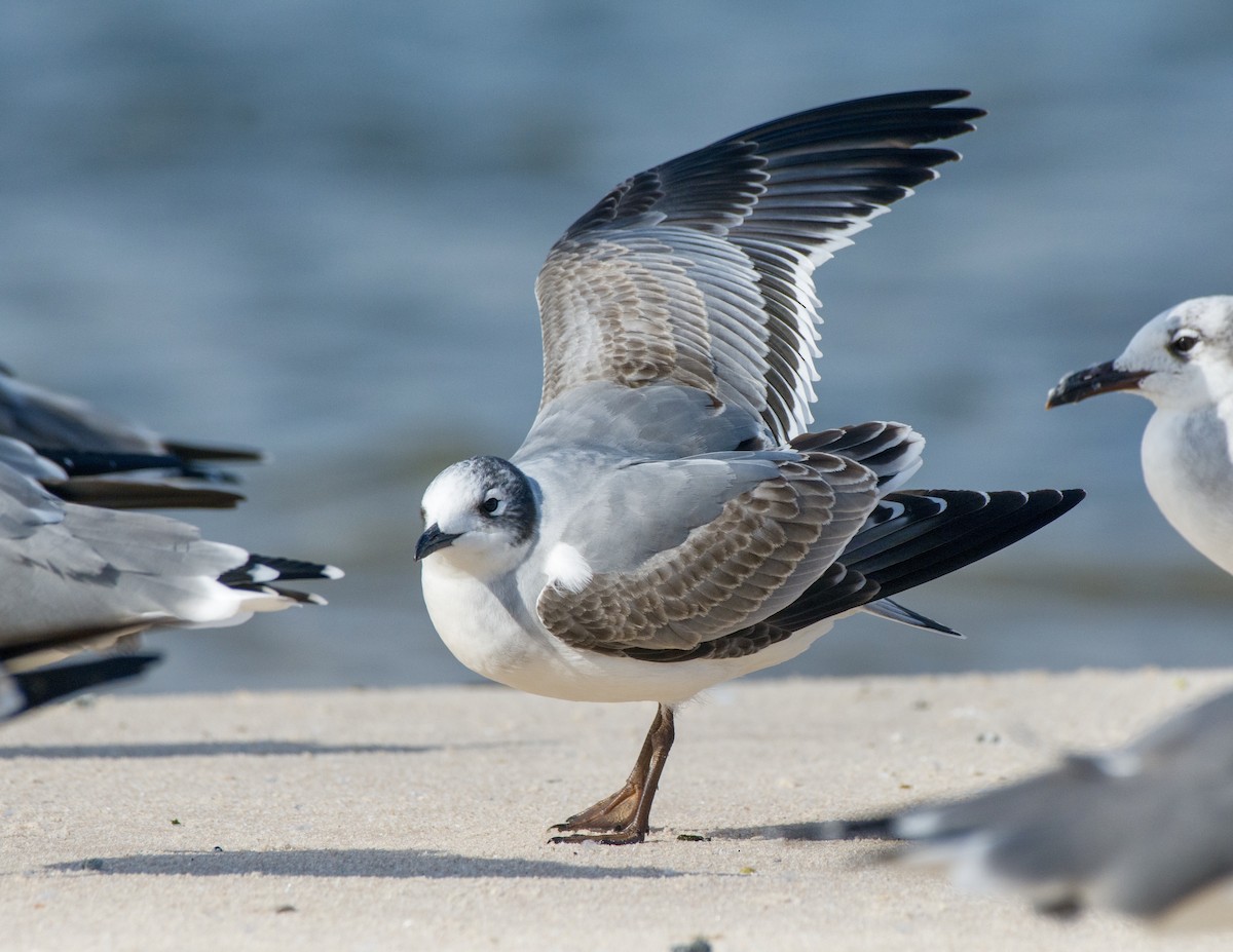 Franklin's Gull - ML182442551