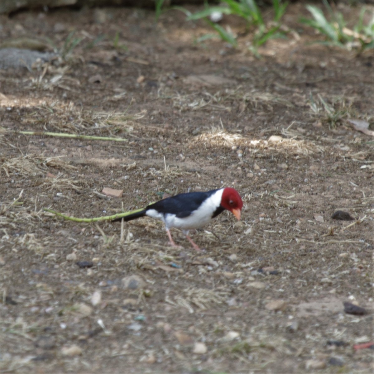 Yellow-billed Cardinal - ML182442701