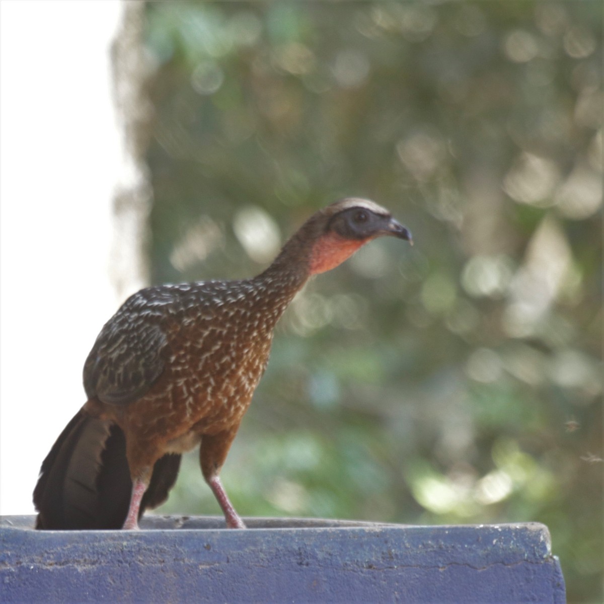 Chestnut-bellied Guan - ML182442811