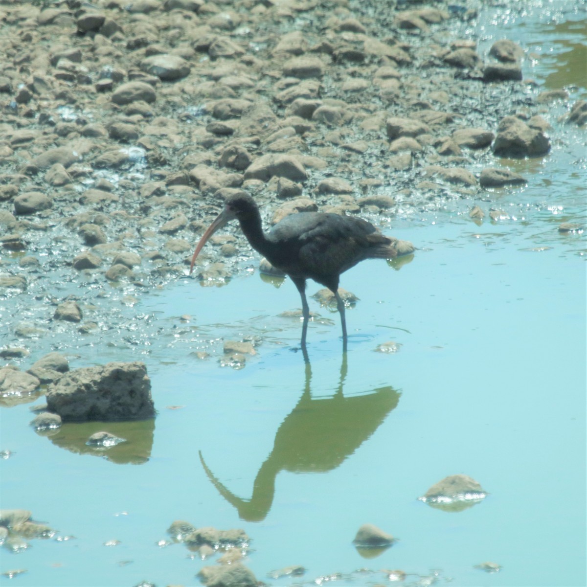 Ibis à face nue - ML182444011