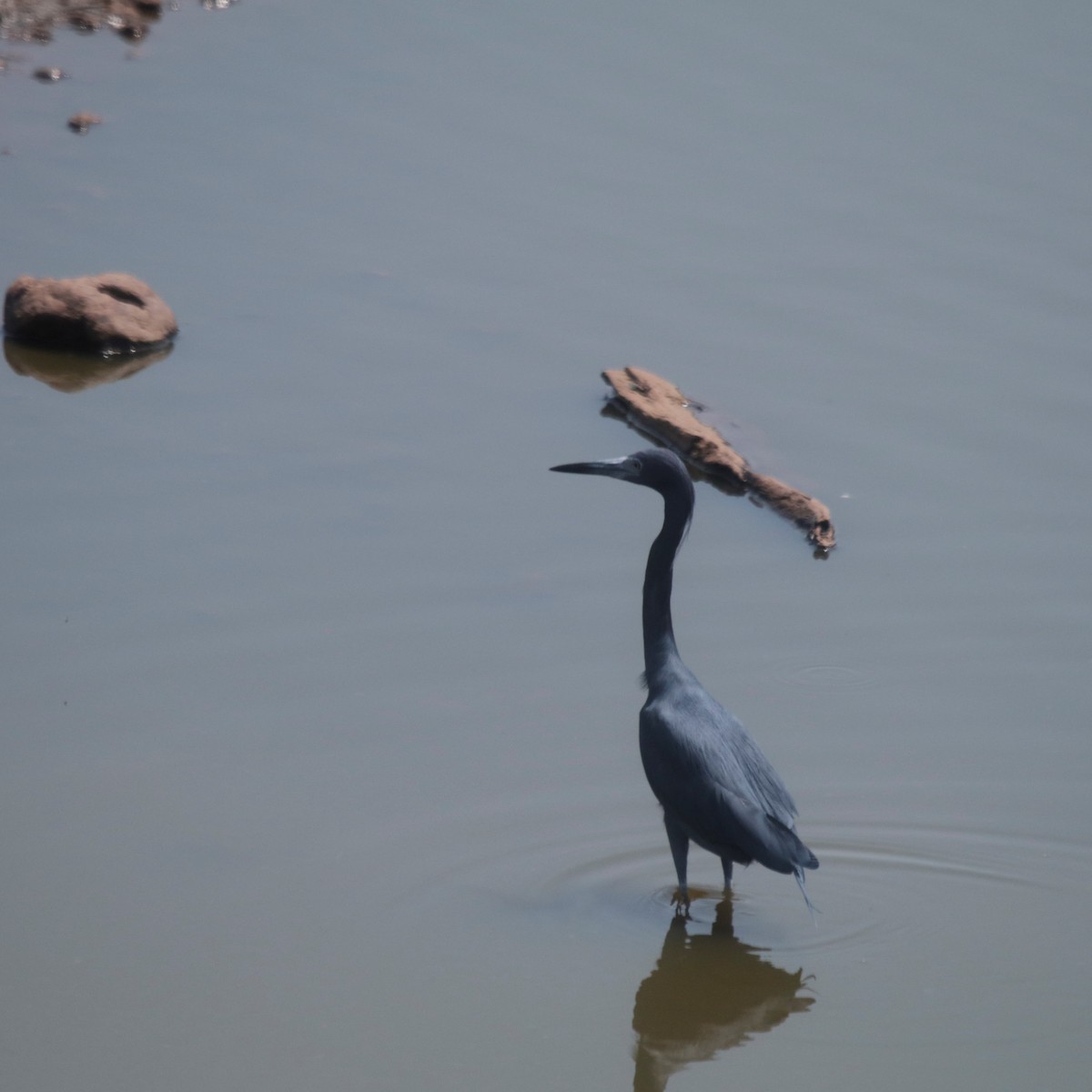 Little Blue Heron - ML182444051