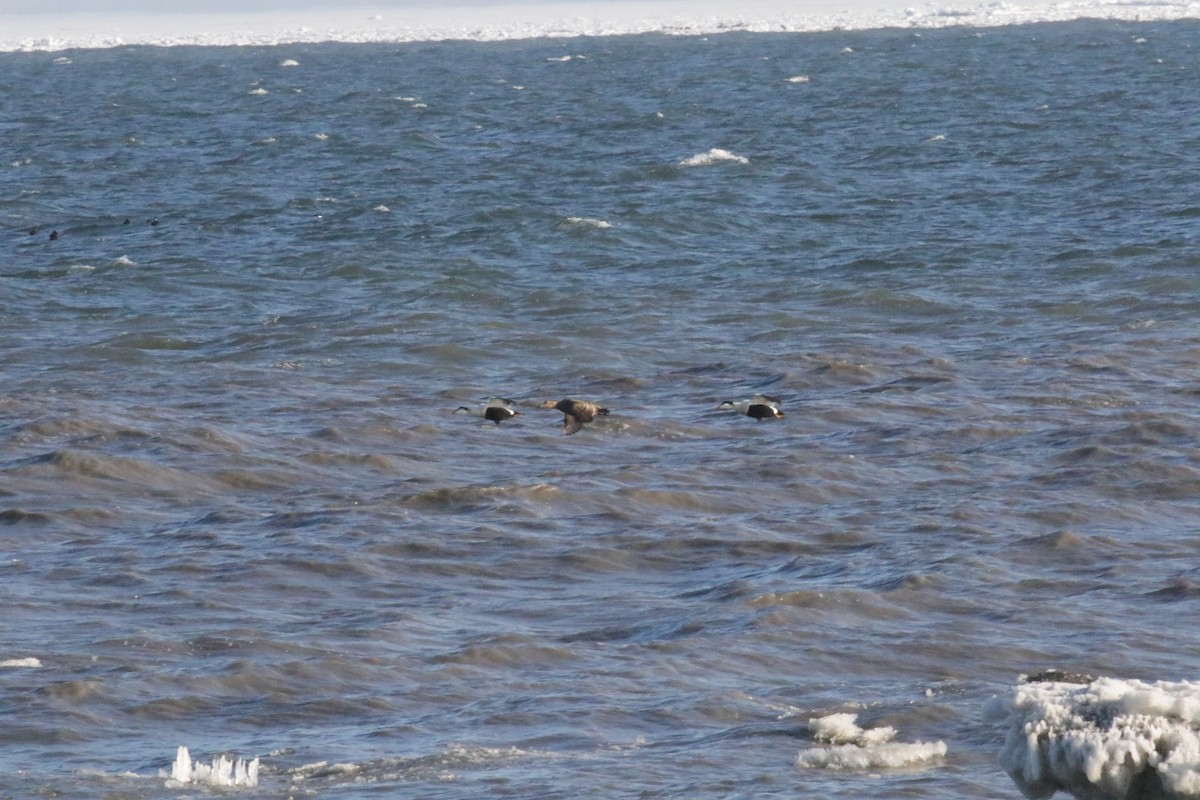 Common Eider - ML182444091