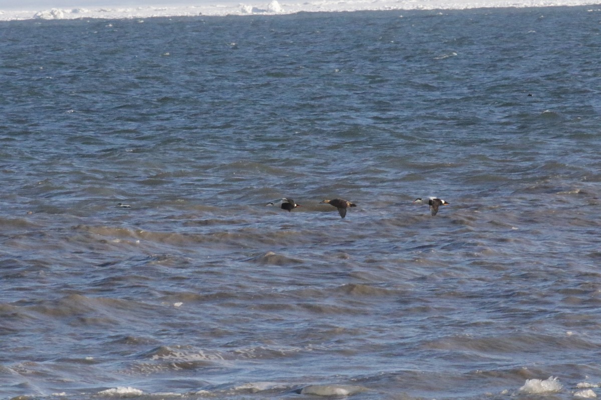 Common Eider - ML182444101