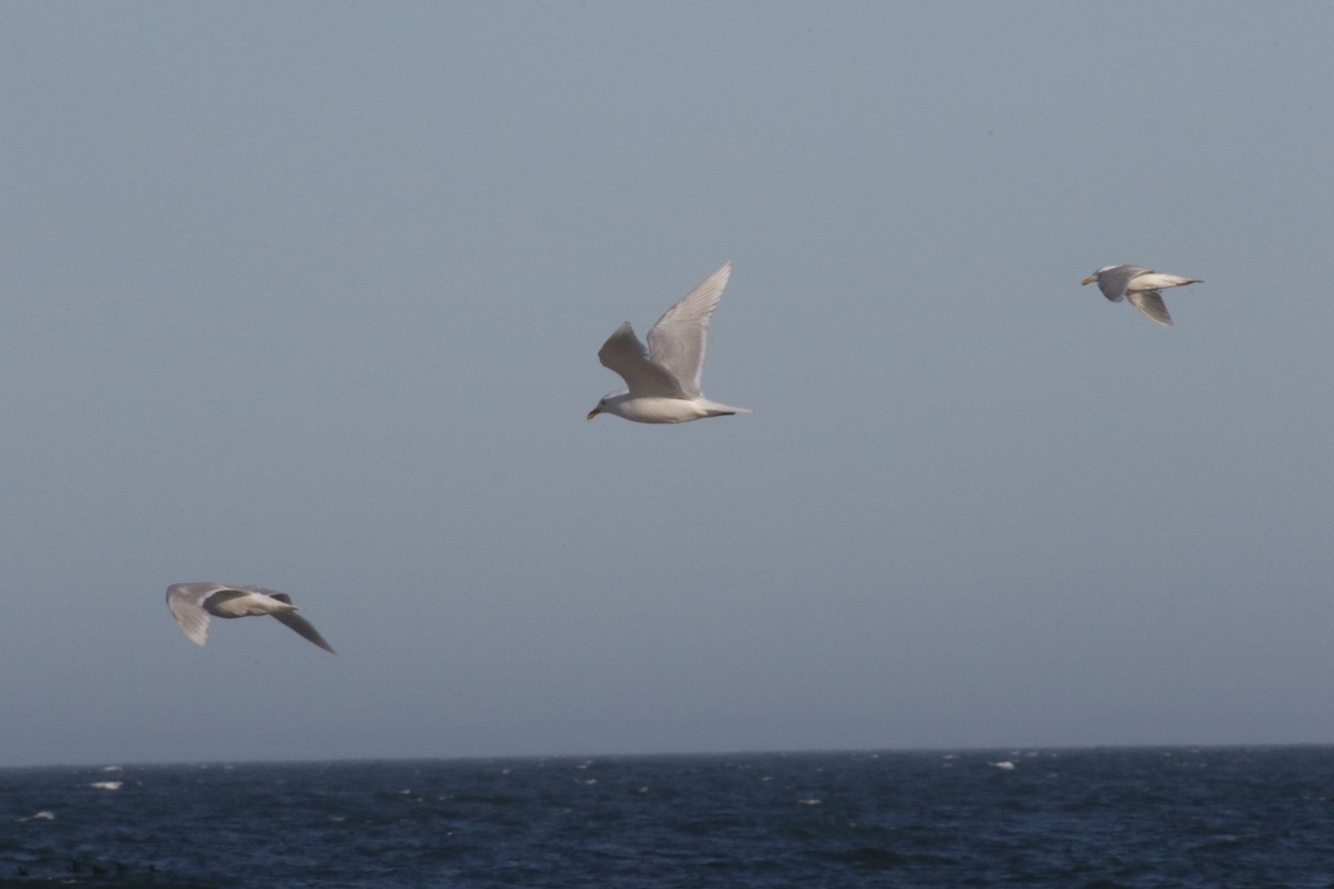 Glaucous Gull - ML182444121