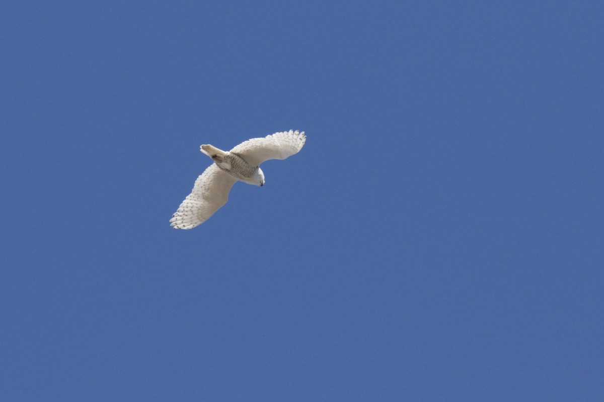 Белая сова - ML182444331