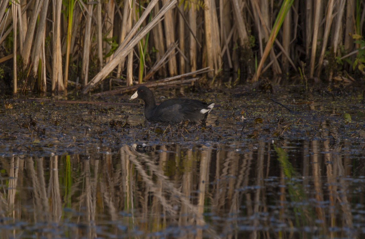 American Coot - Mike Austin