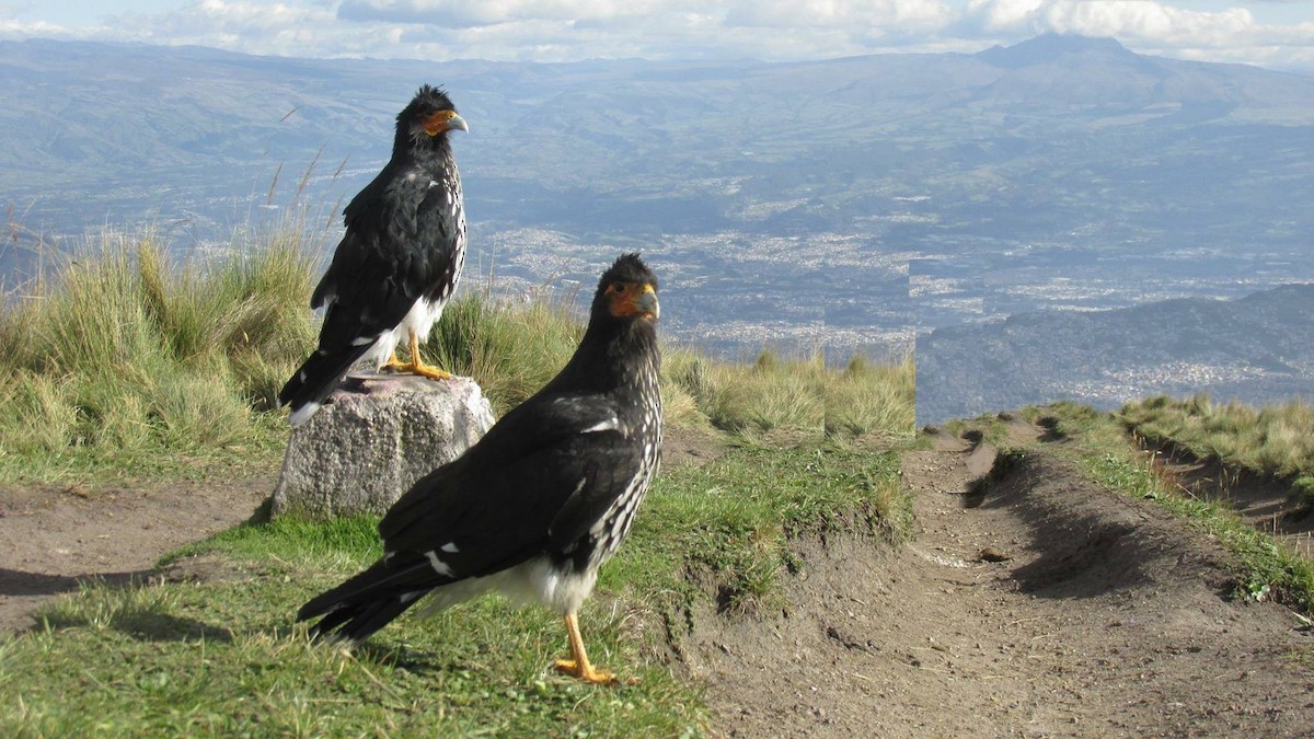 Carunculated Caracara - ML182445241