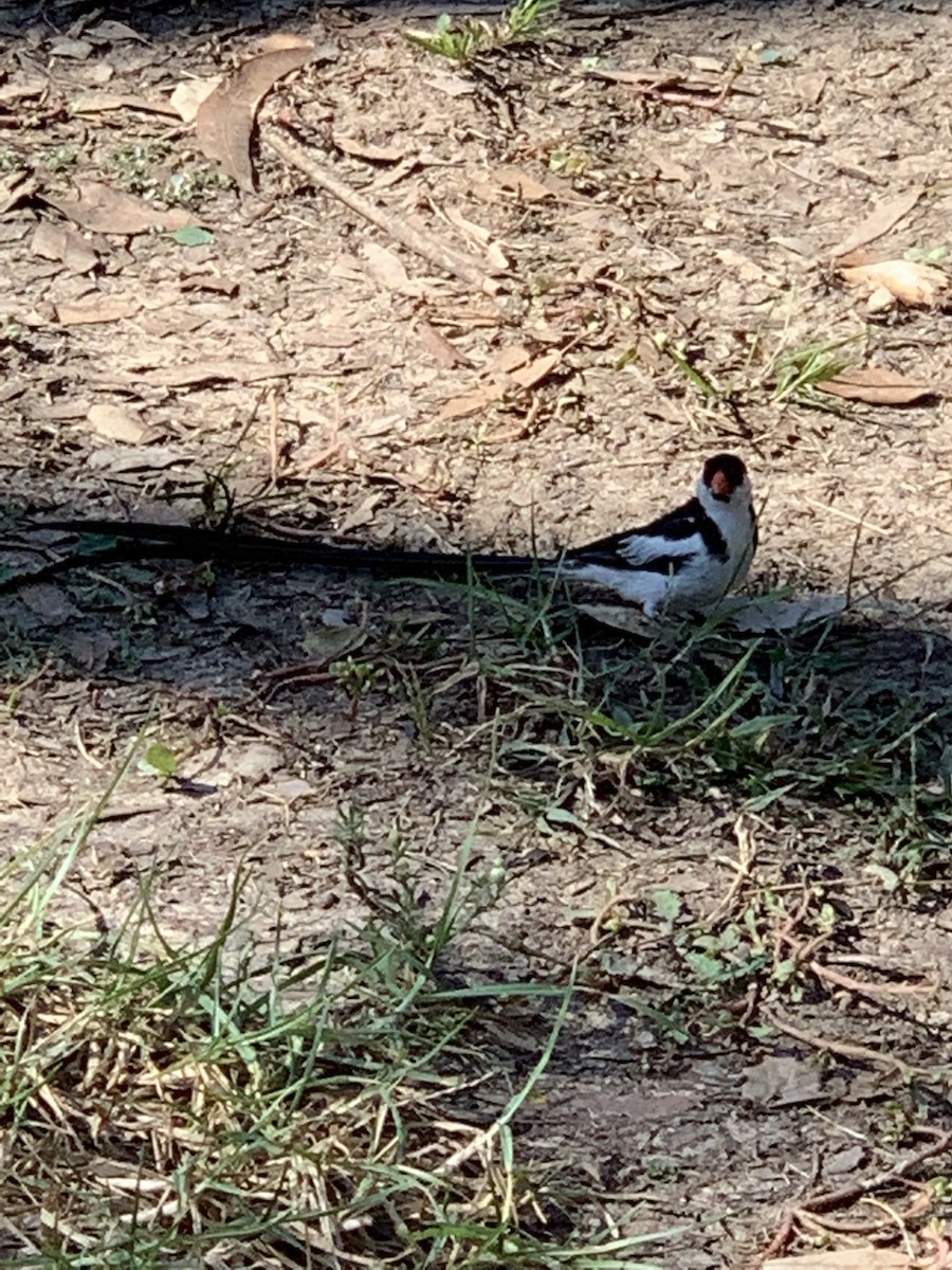 Pin-tailed Whydah - ML182445531