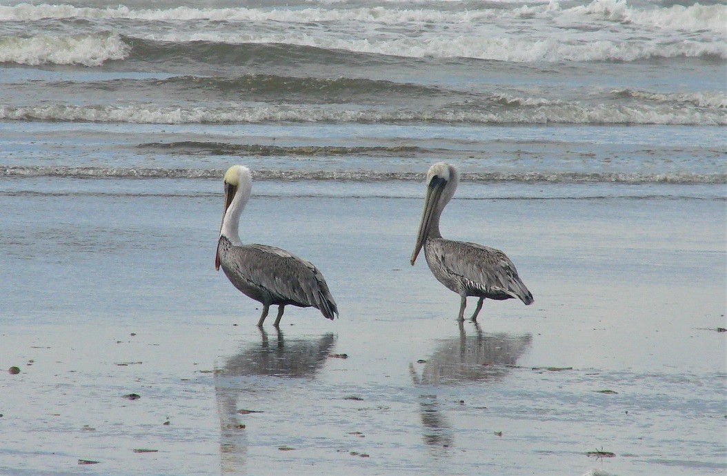 Brown Pelican - ML182445811