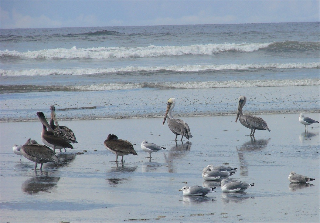 Brown Pelican - Mark Vernon