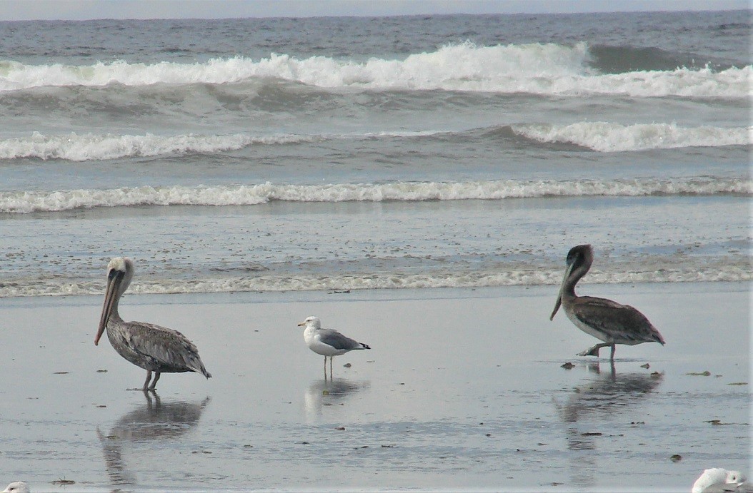 Brown Pelican - ML182445971