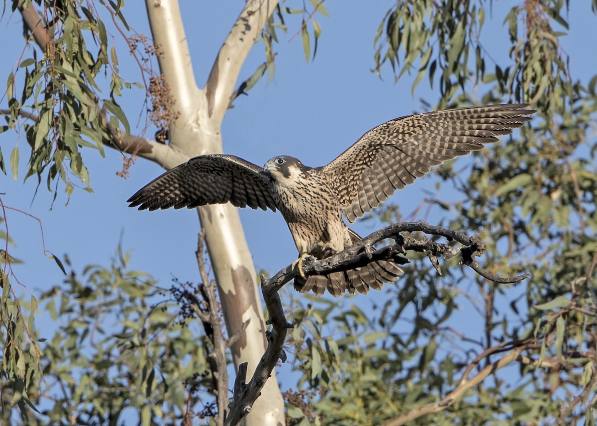 Эгэл шонхор - ML182446091