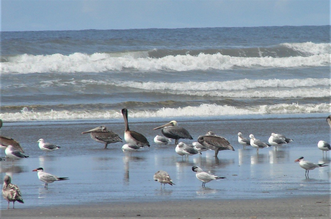 Brown Pelican - ML182446681