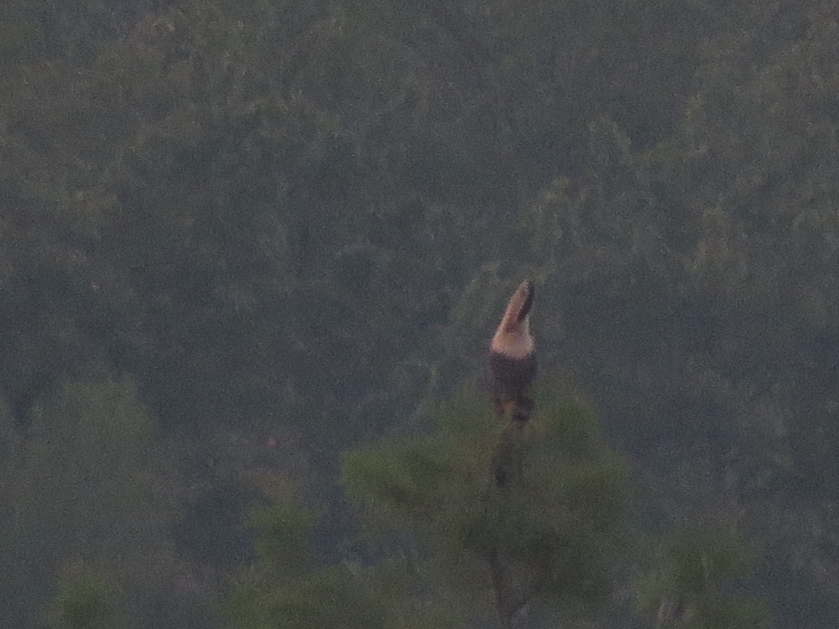 Anhinga - ML182447791
