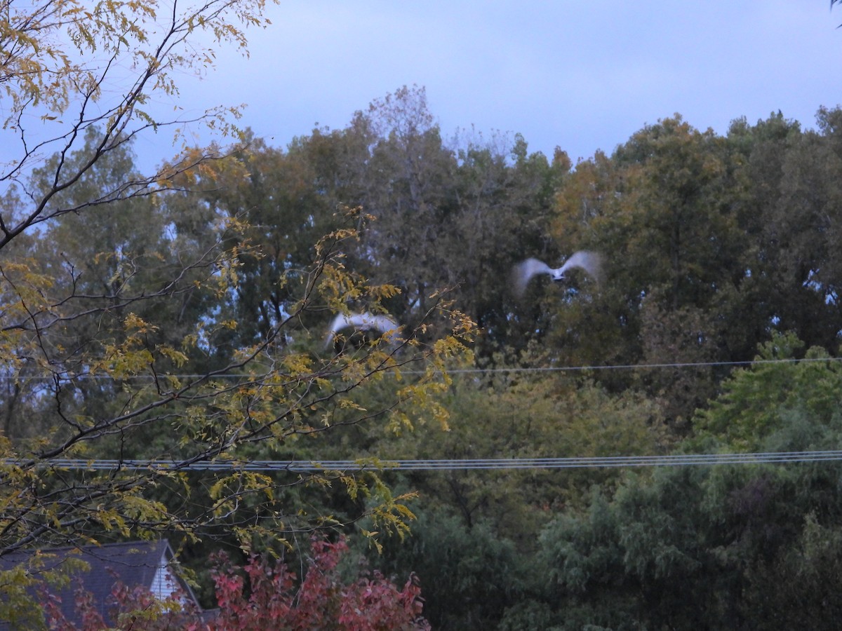 Sandhill Crane - ML182448601