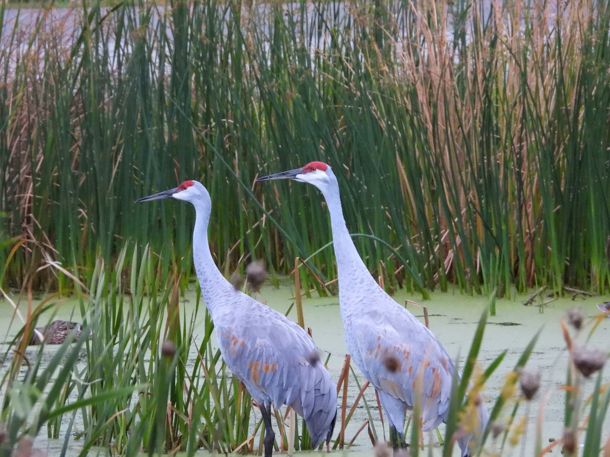 Sandhill Crane - ML182448611