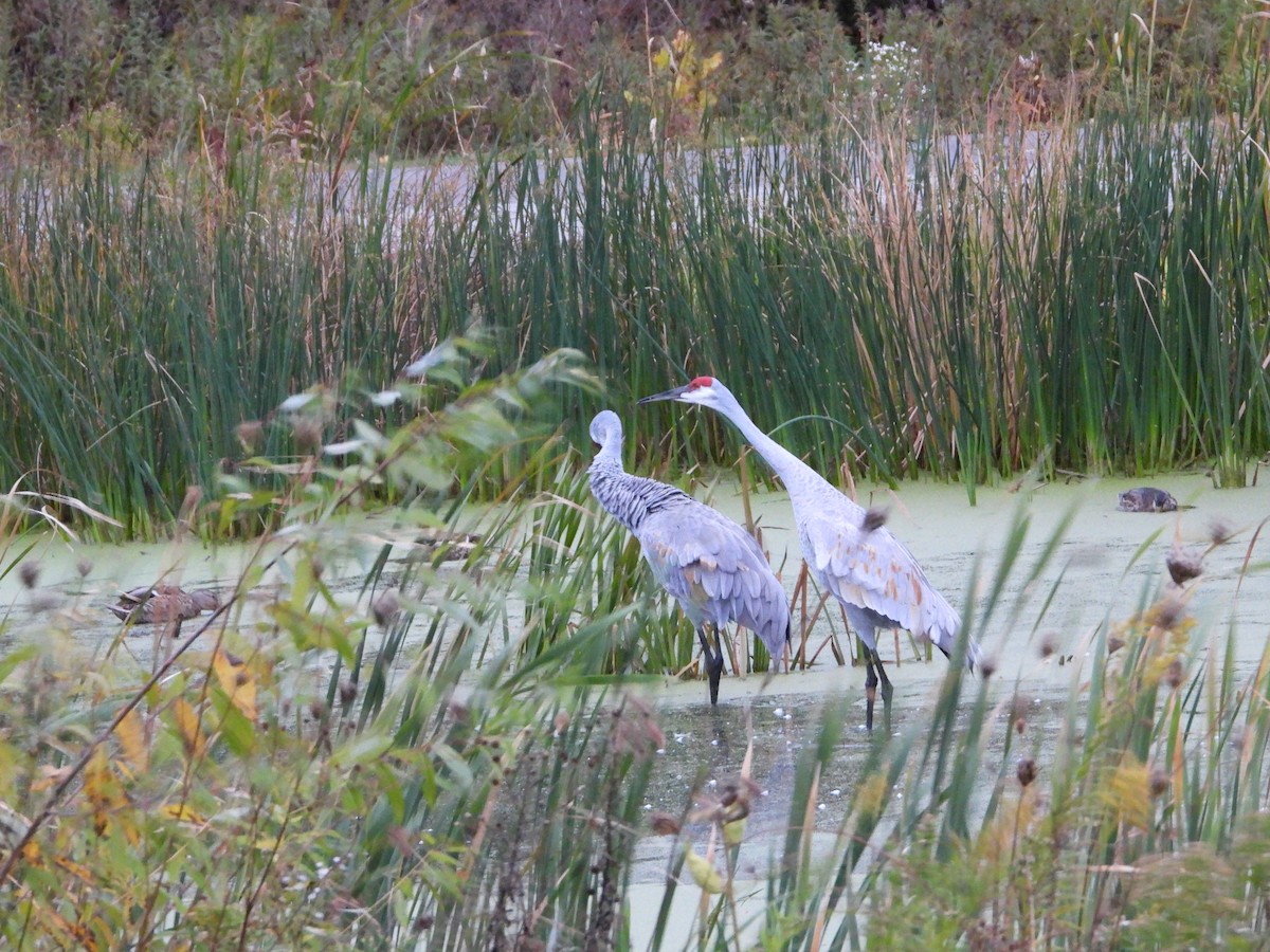 Sandhill Crane - ML182448621