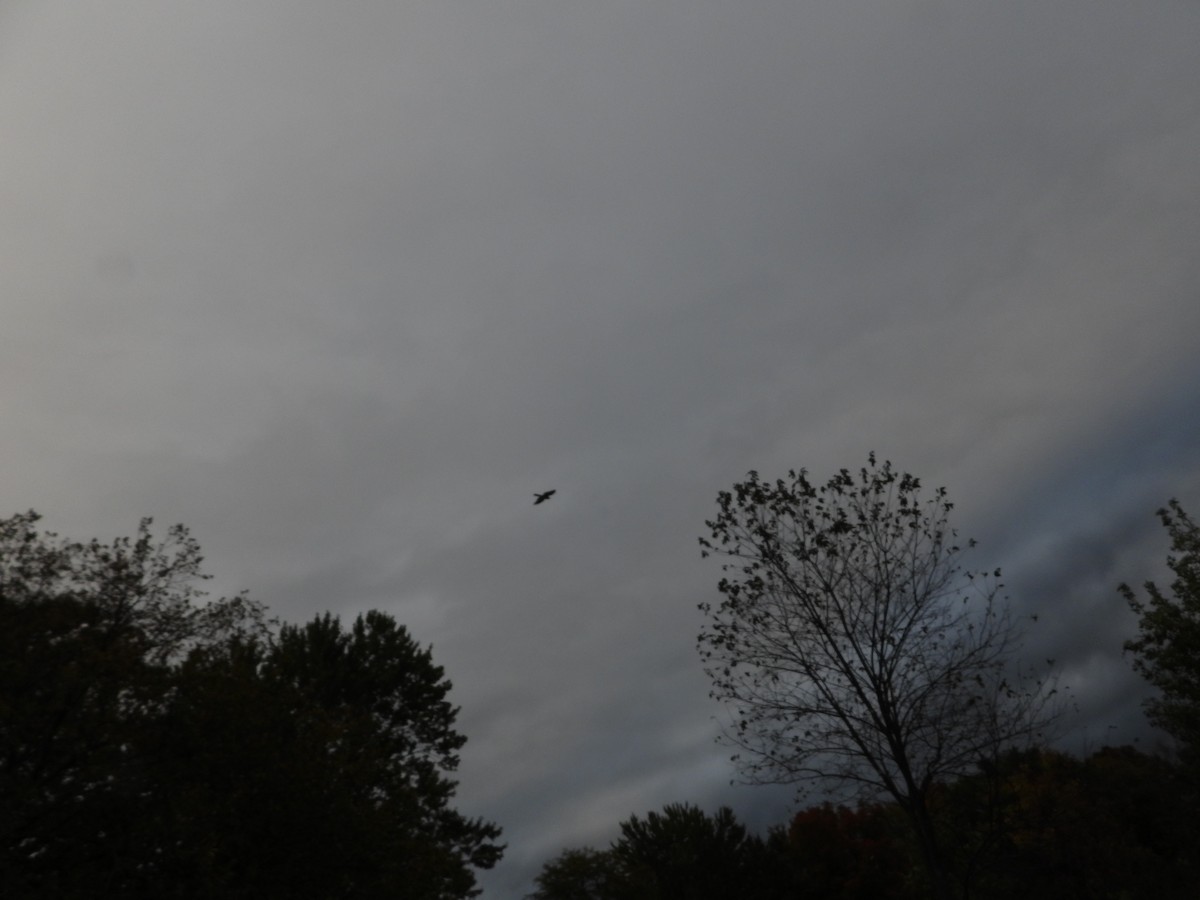 Cooper's Hawk - ML182448801