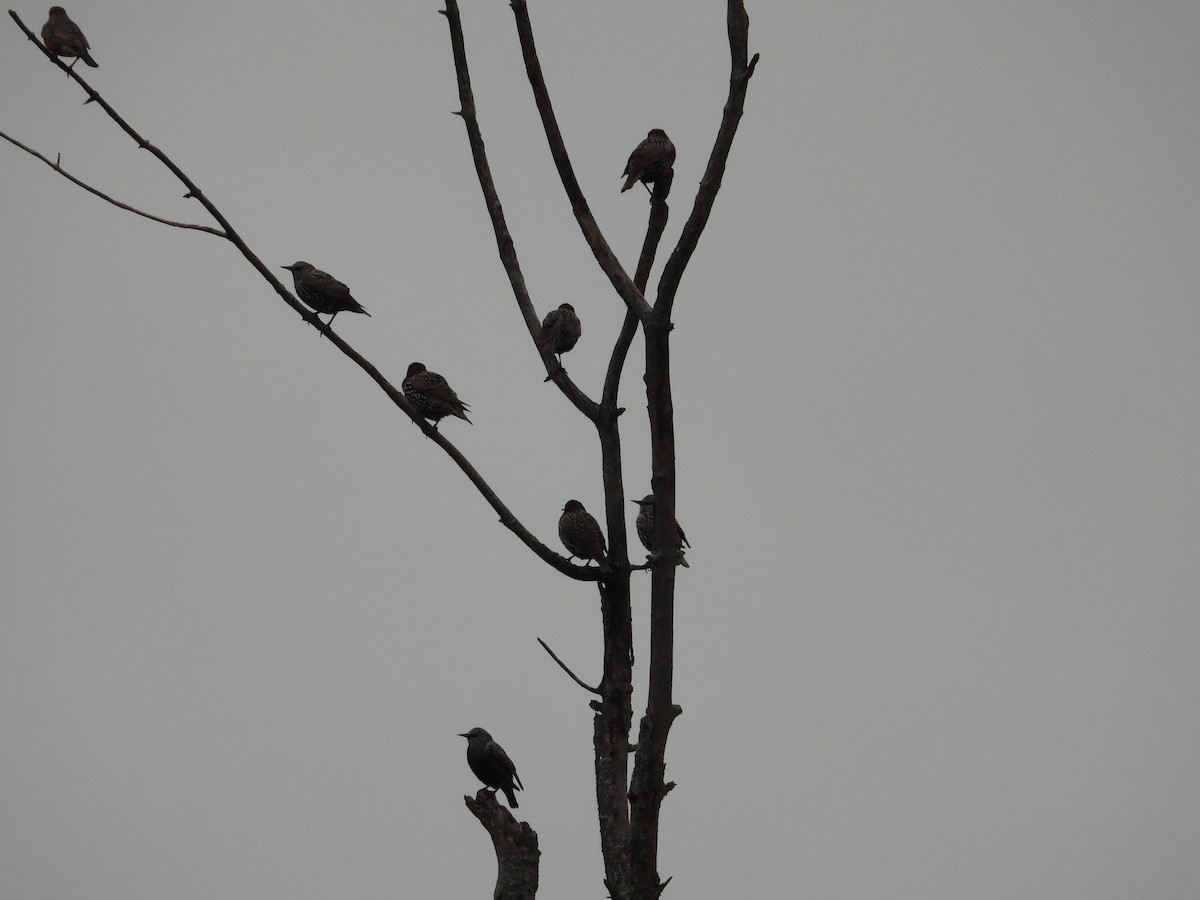 European Starling - ML182448861