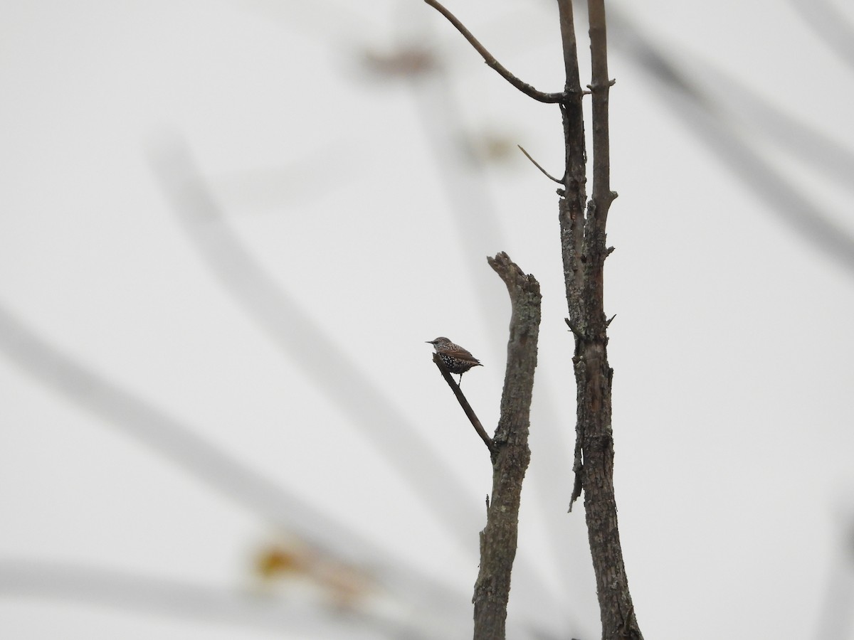 European Starling - ML182448871