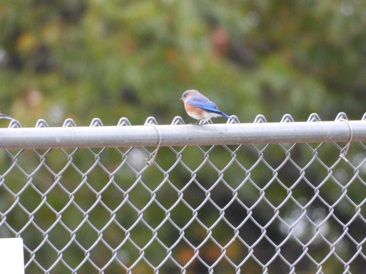 Eastern Bluebird - ML182449011