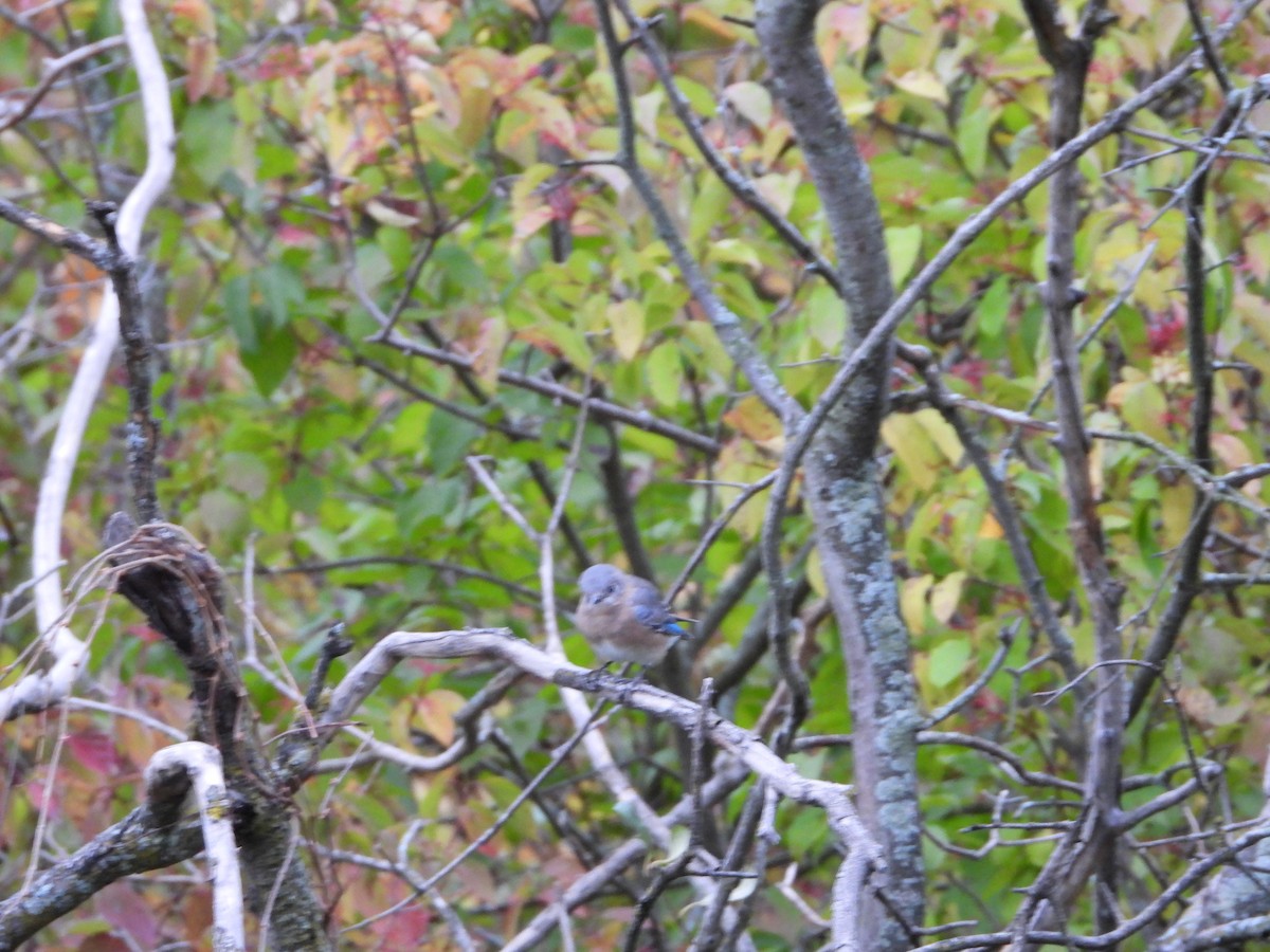 Eastern Bluebird - ML182449041