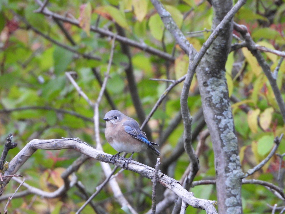 Eastern Bluebird - ML182449071