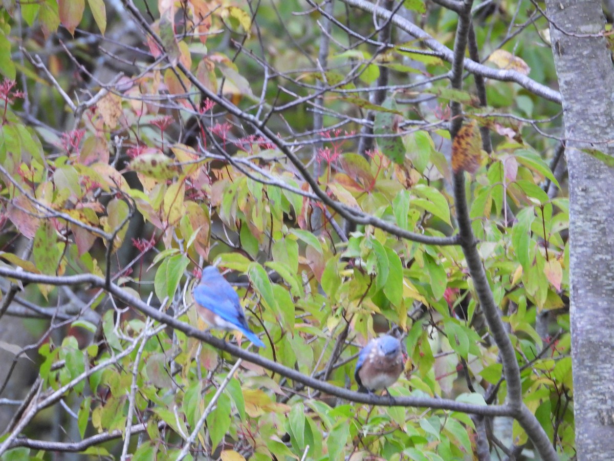 Eastern Bluebird - ML182449141