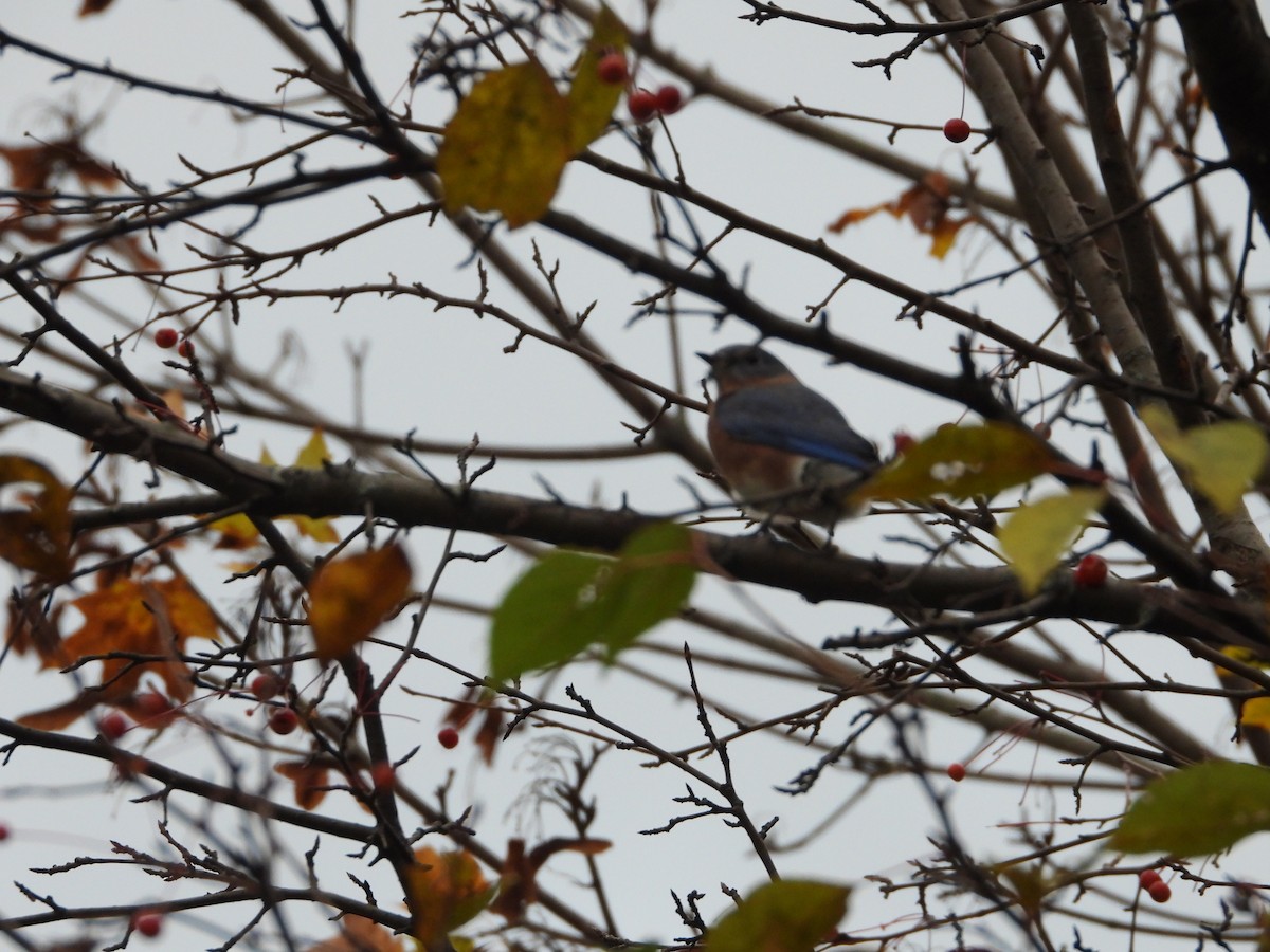 Eastern Bluebird - Manny Salas